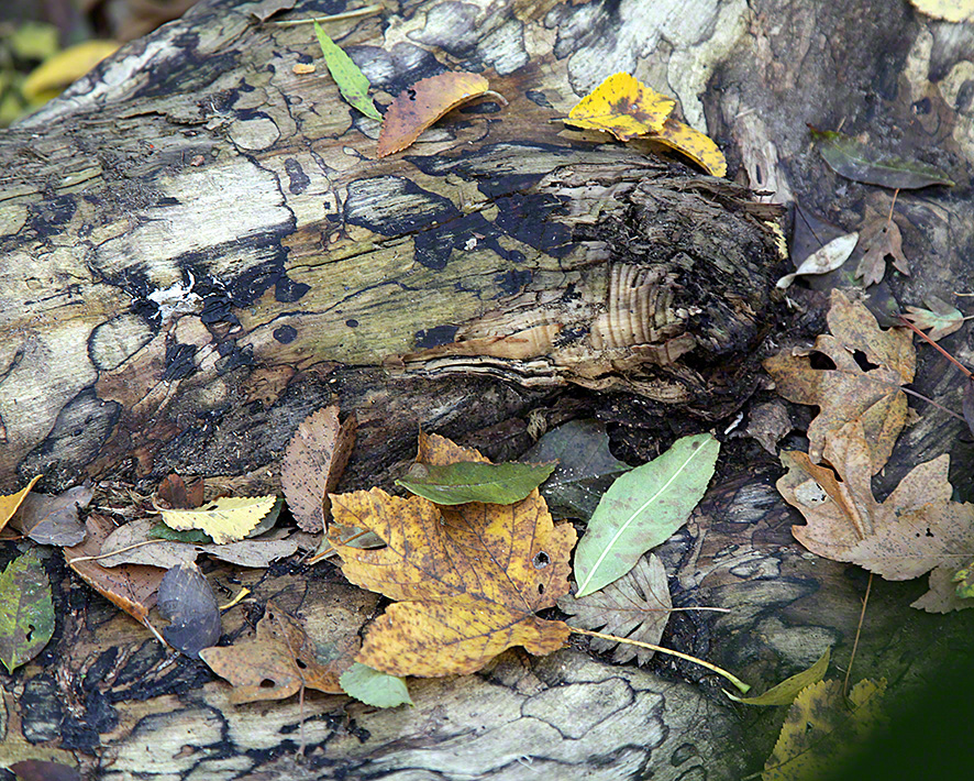 Lobau, Herbst, Baumstamm